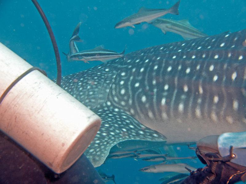 Southwest Pinnacle, Whale Shark